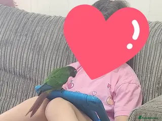 Conures birds Handreared conures - Advert 2
