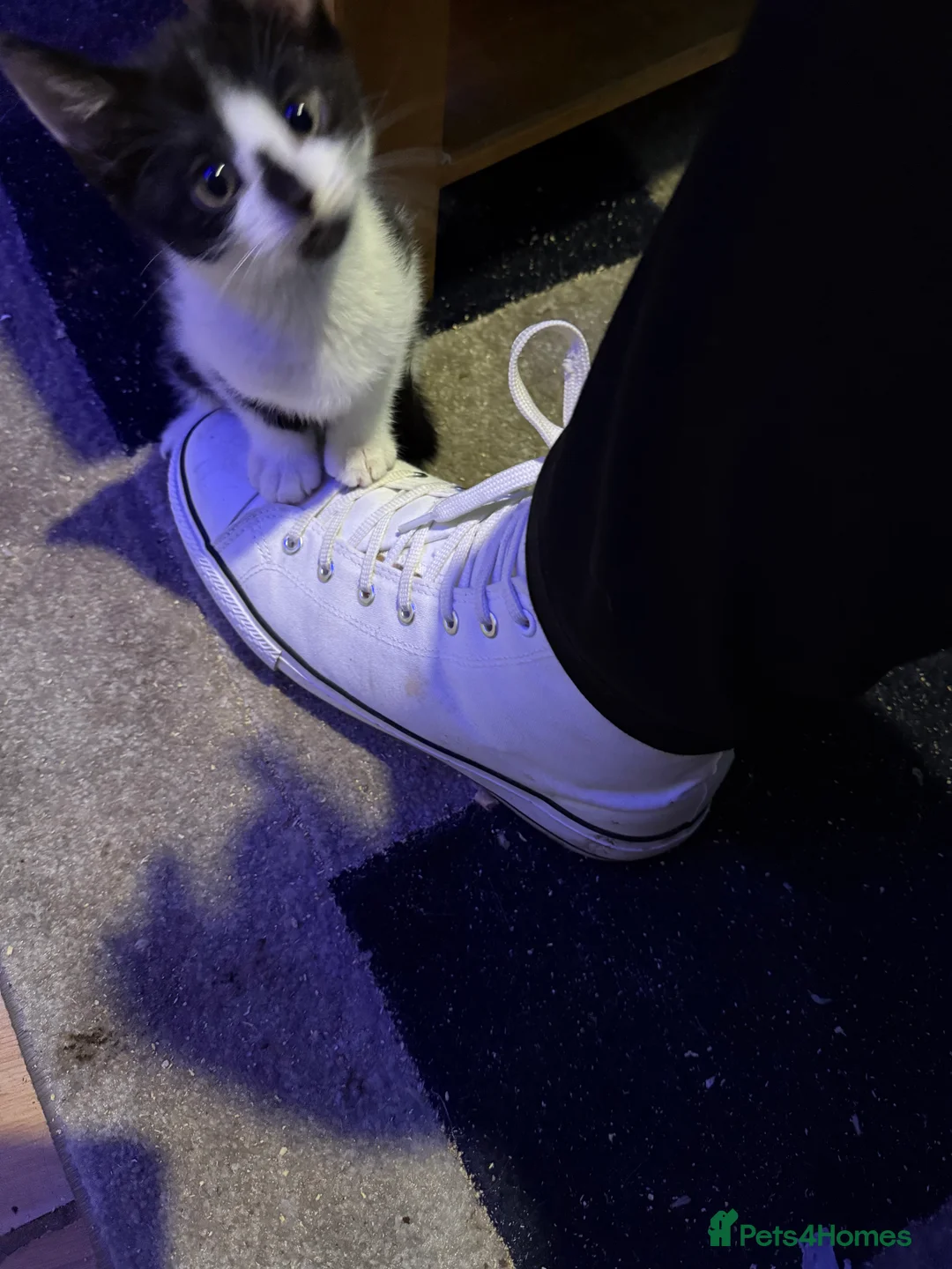 British Shorthair cats for sale: Kittens 8 weeks old boys  - Advert 14