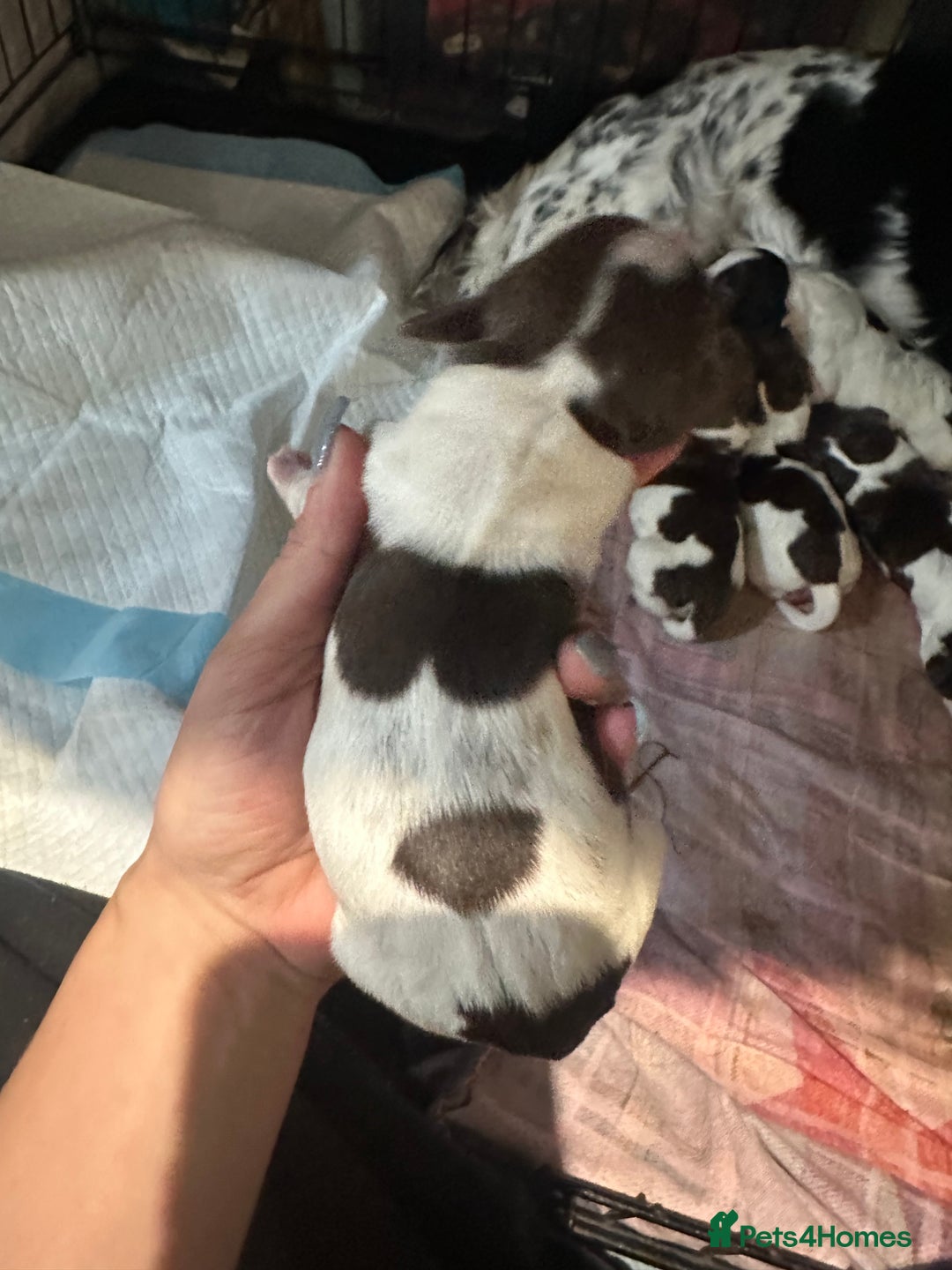 Sprocker dogs for sale: Beautiful sprockers  - Image 2