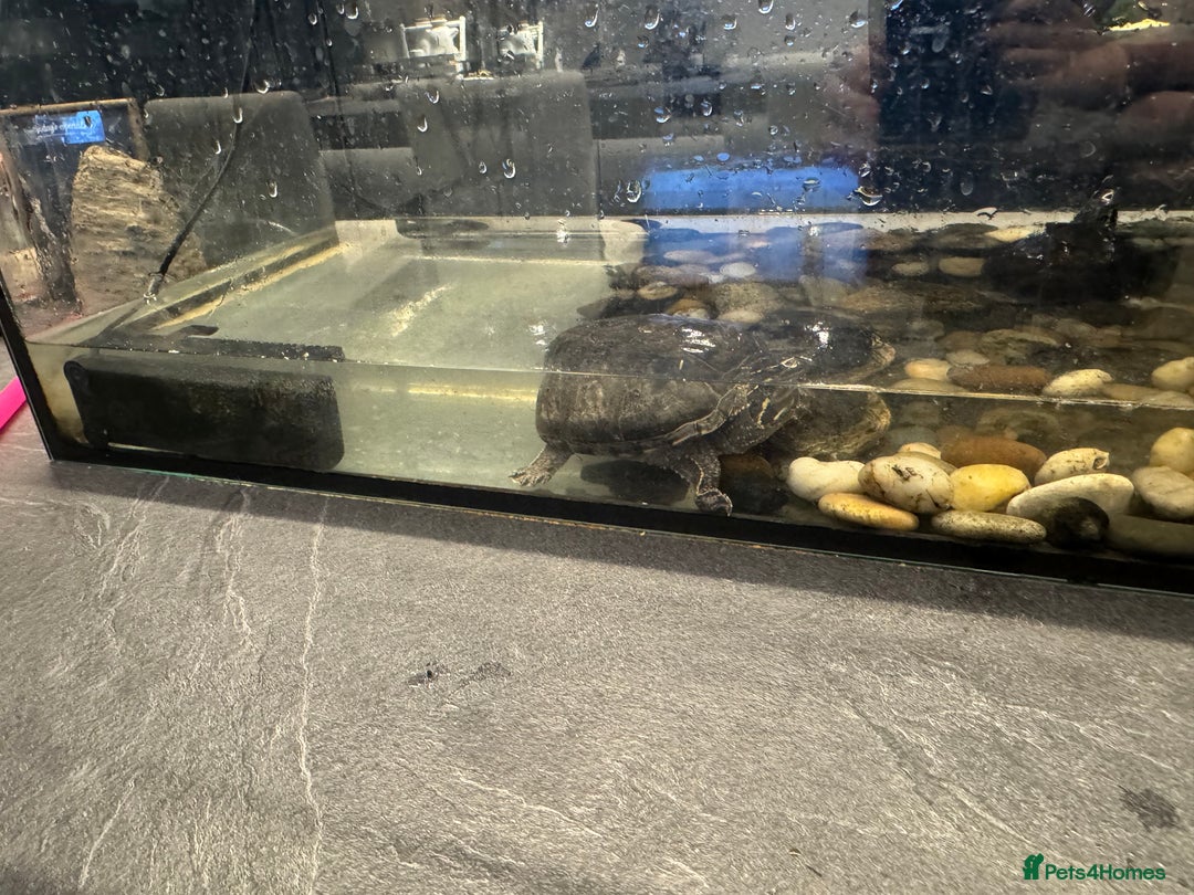 Terrapin reptiles for sale: Terrapins - Advert 5