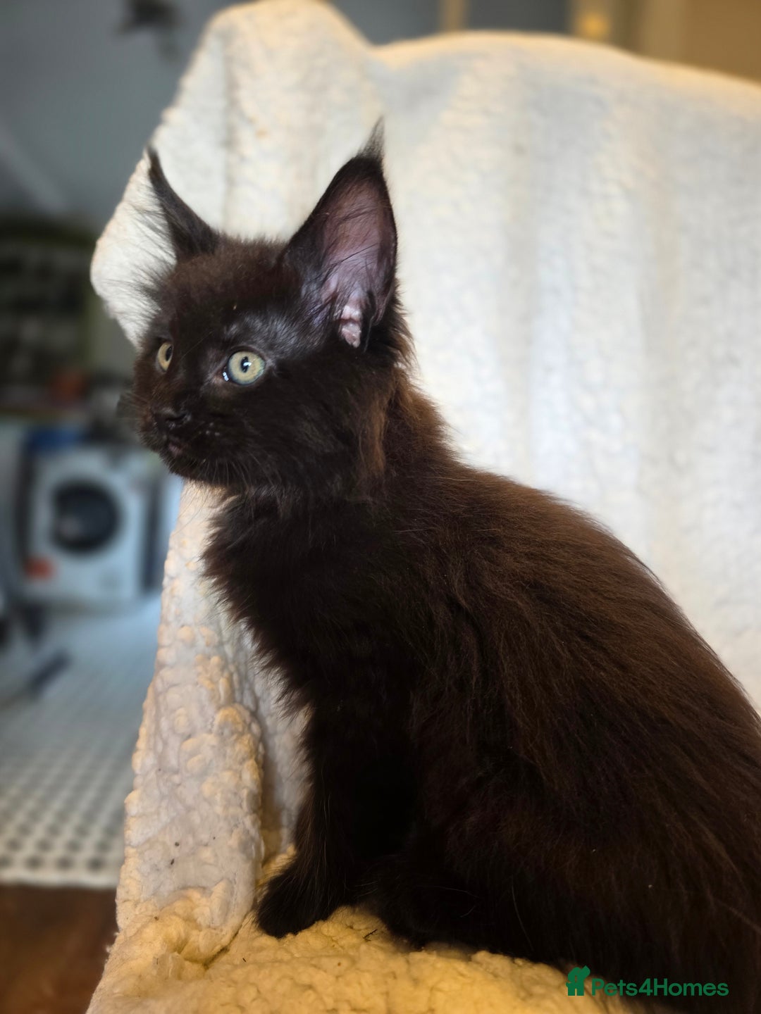 Maine Coon cats for sale: 4 x large bundles of fun - Image 16