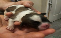 Shih Tzu dogs for sale: Shih tzu puppy for sale  - Image 5