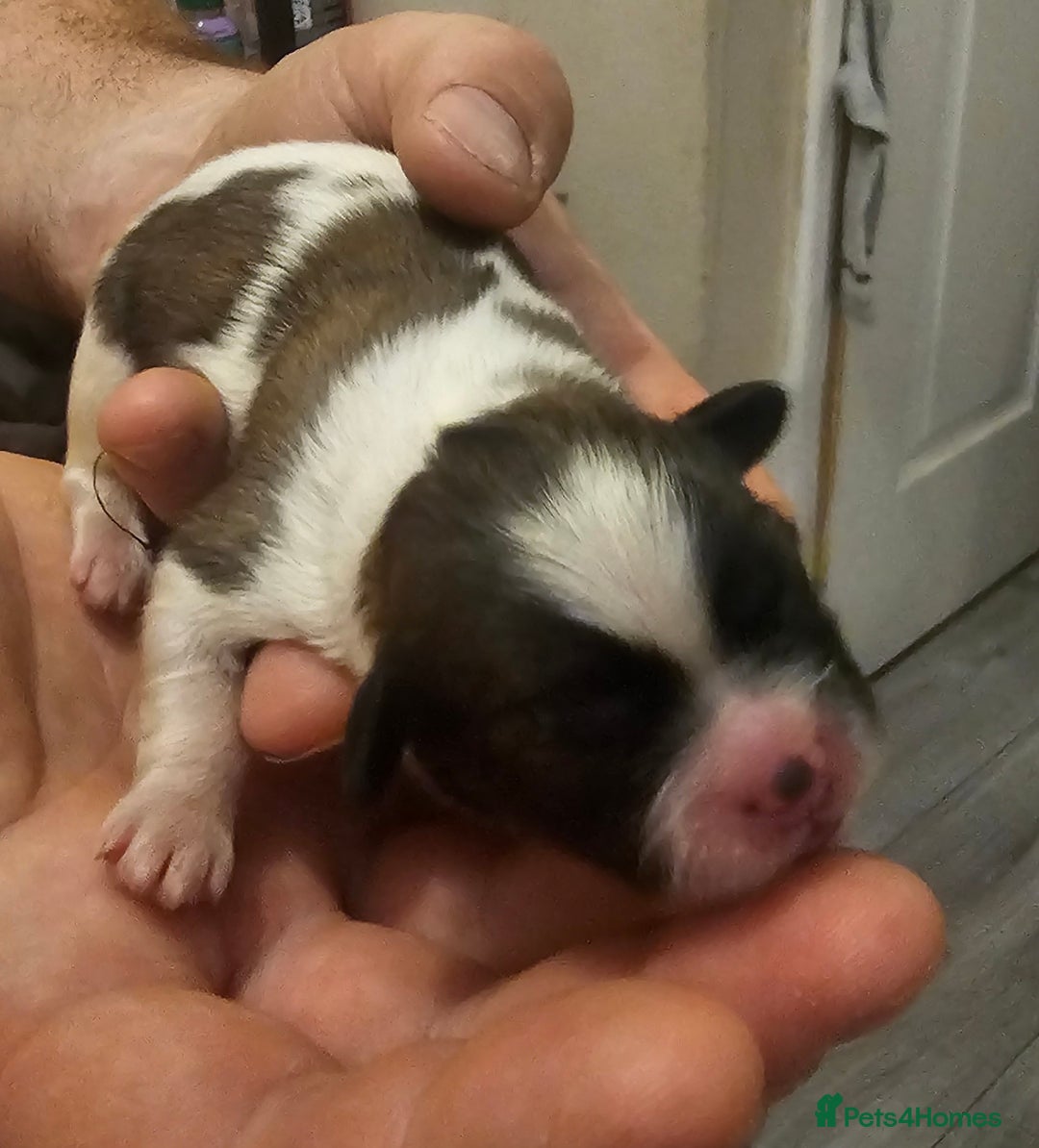 Shih Tzu dogs for sale: Shih tzu puppy for sale  - Image 5