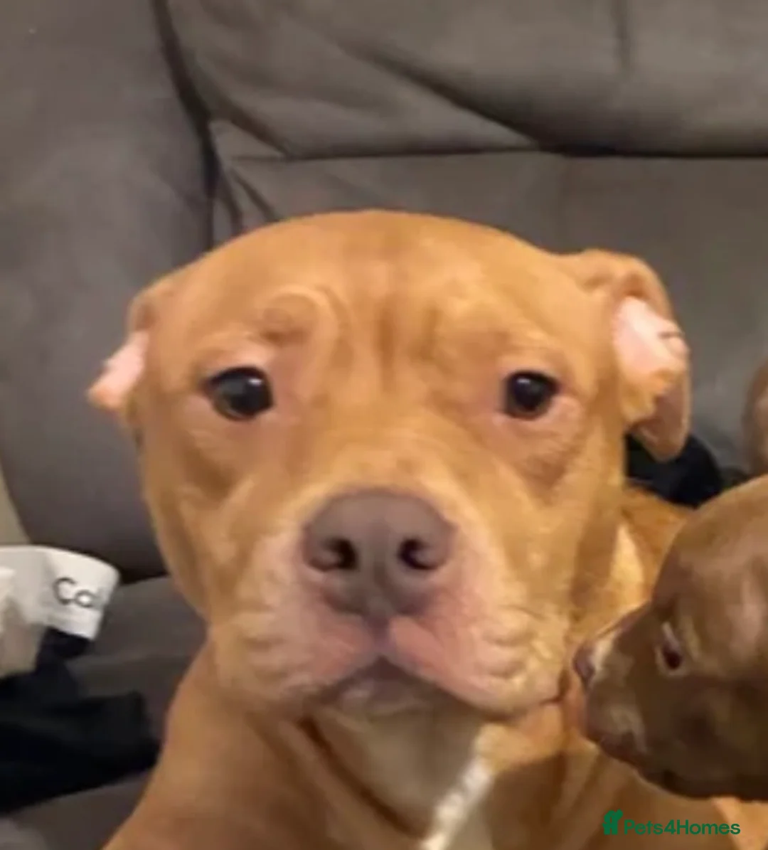 Mixed Breed dogs for sale: Male Pocket Bully - Advert 2