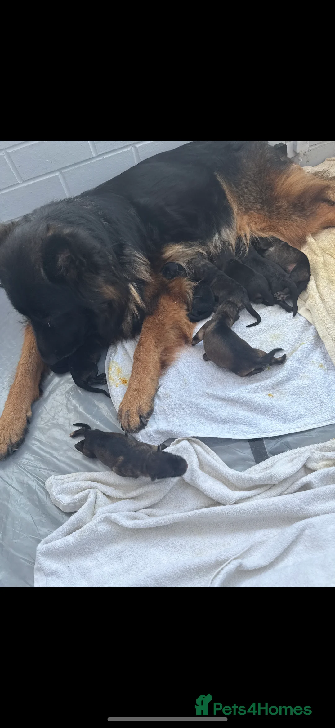 German Shepherd dogs for stud: FOR STUD (PROVEN)  in Doncaster - Advert 4