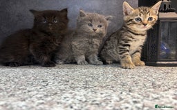 Mixed Breed cats for sale: Ragdoll cross British long hair kittens  - Image 15
