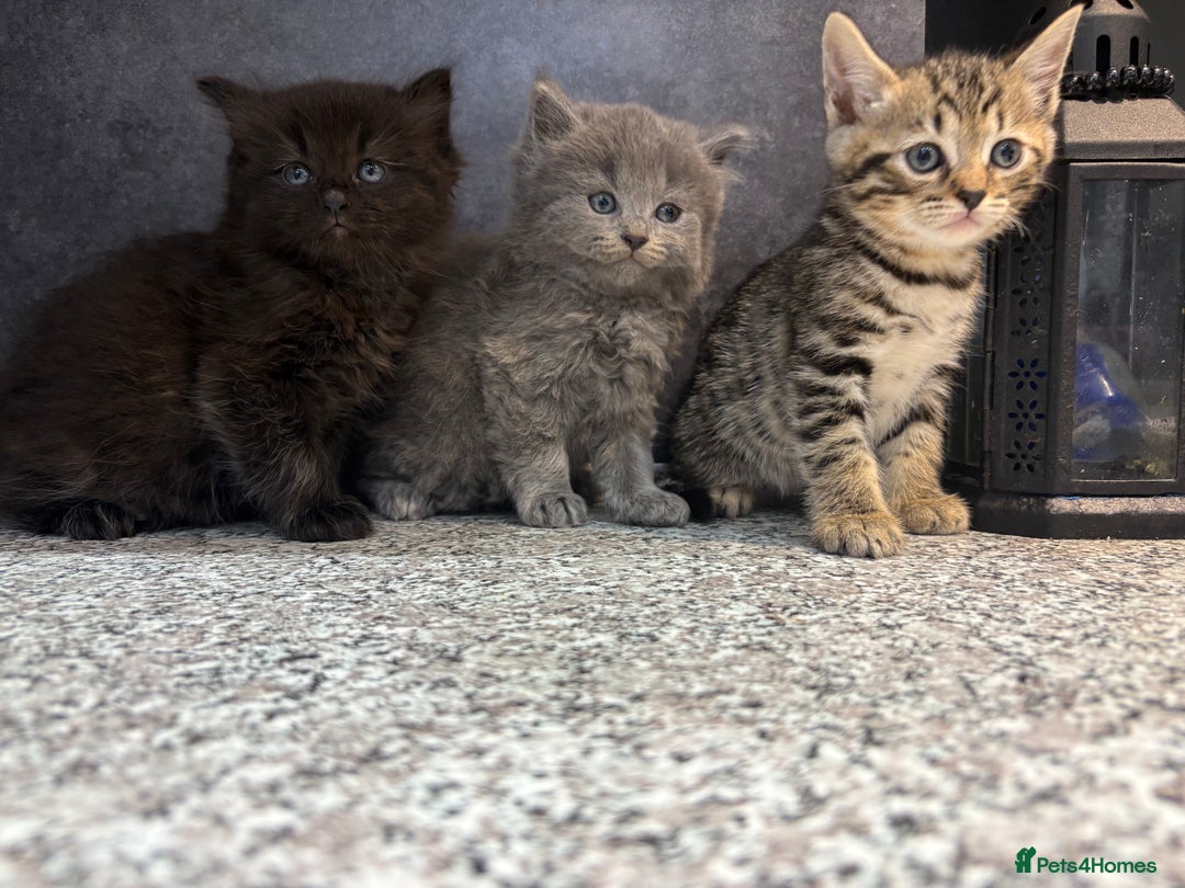Mixed Breed cats for sale: Ragdoll cross British long hair kittens  - Image 15