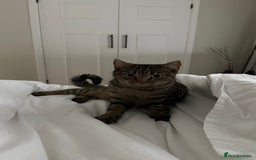 Mixed Breed cats for sale: Cuddly lap cat  - Image 2