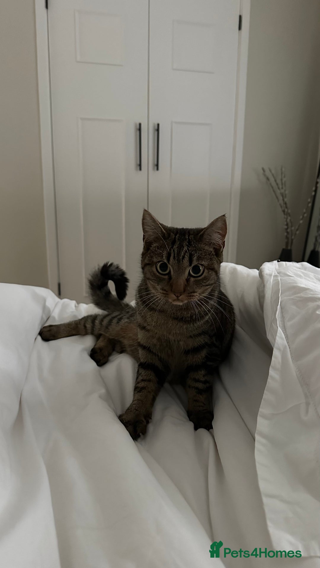 Mixed Breed cats for sale: Cuddly lap cat  - Image 2