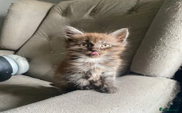 Mixed Breed cats for sale: 2 Fluffy female Kittens - Image 4