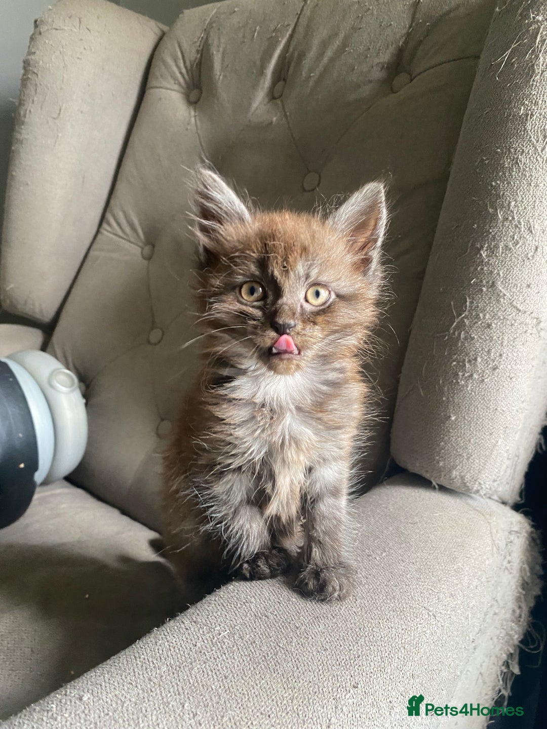 Mixed Breed cats for sale: 2 Fluffy female Kittens - Image 4