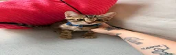 Domestic Shorthair cats for sale: Male tabby kitten for sale  - Advert 2