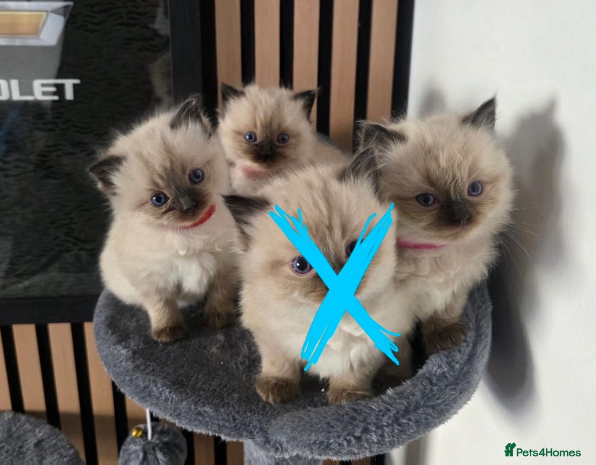Ragdoll cats 3 female ragdoll kittens for sale - Advert 1