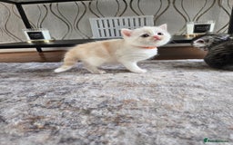 Mixed Breed cats for sale: Persian x kittens  - Image 7