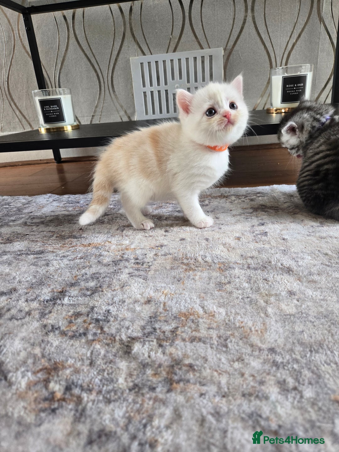 Mixed Breed cats for sale: Persian x kittens  - Image 7