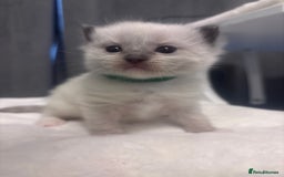 Ragdoll cats for sale: Gorgeous pedigree Ragdoll kittens  - Image 1