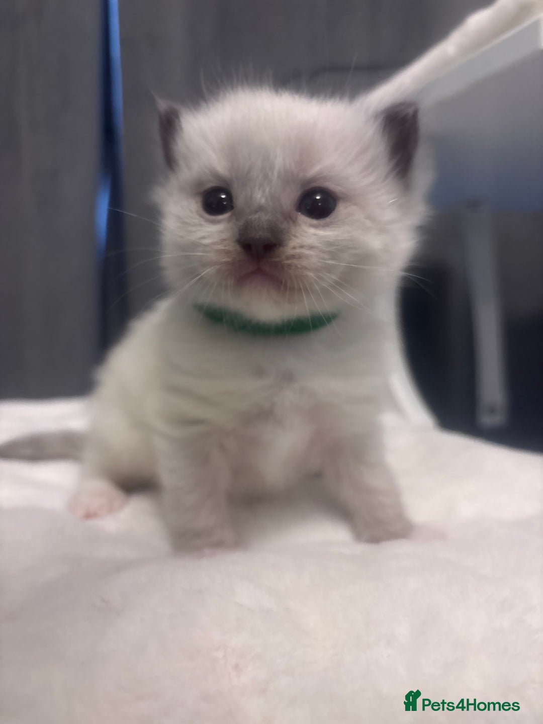 Ragdoll cats for sale: Gorgeous pedigree Ragdoll kittens  - Image 1