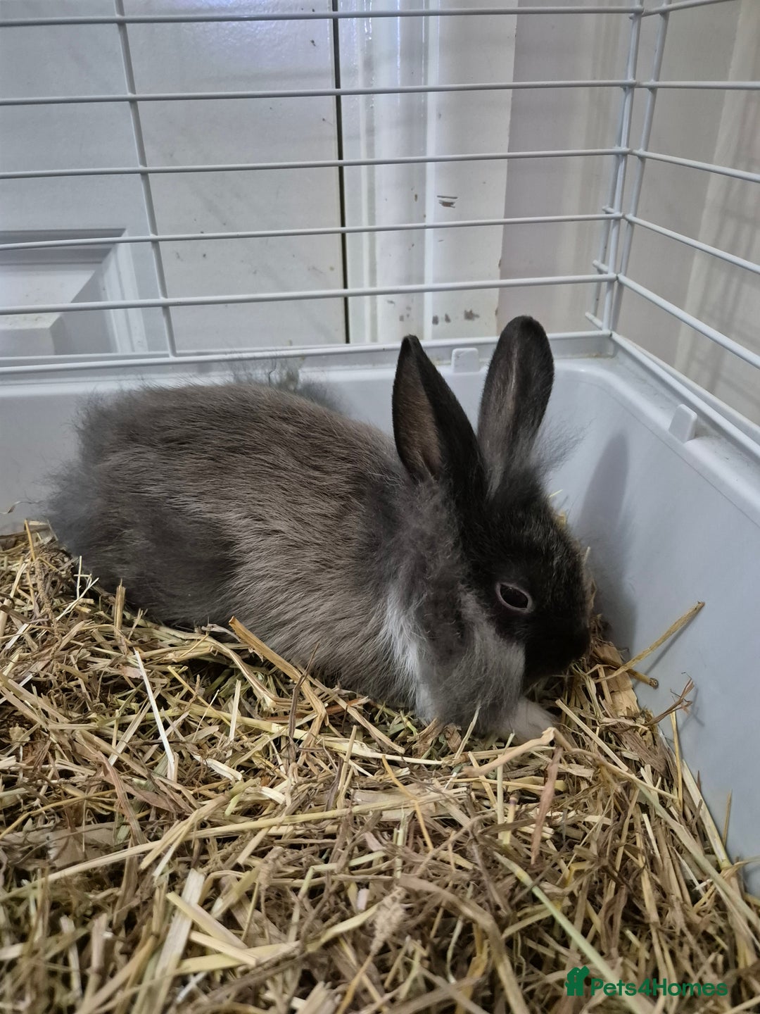 Lionhead rabbits for sale: Lionhead x angora rabbits  - Advert 14