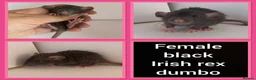 Rat rodents for sale: Adorable baby rats for sale  - Advert 40