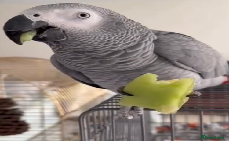 Parrots birds - Advert 2