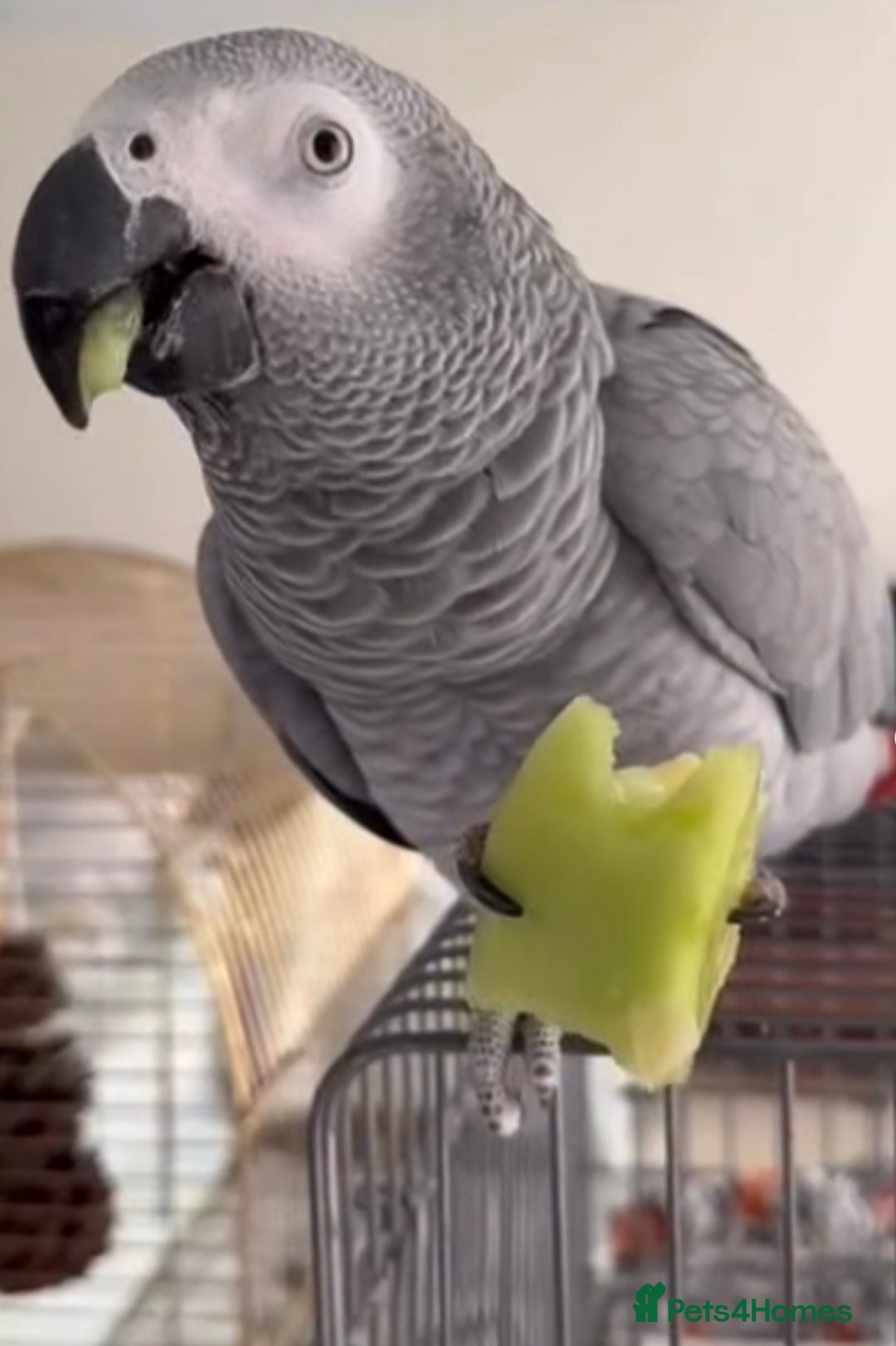 Parrots birds for sale: Fully tame African grey for sale very friendly  - Image 1