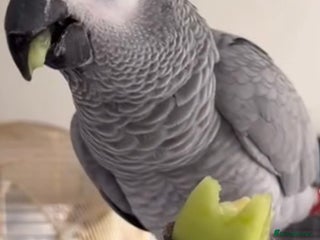 Parrots birds - Advert 6