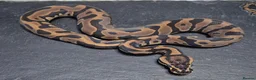Python Snake reptiles for sale: UPDATED Various Ball Python Hatchlings - Advert 2
