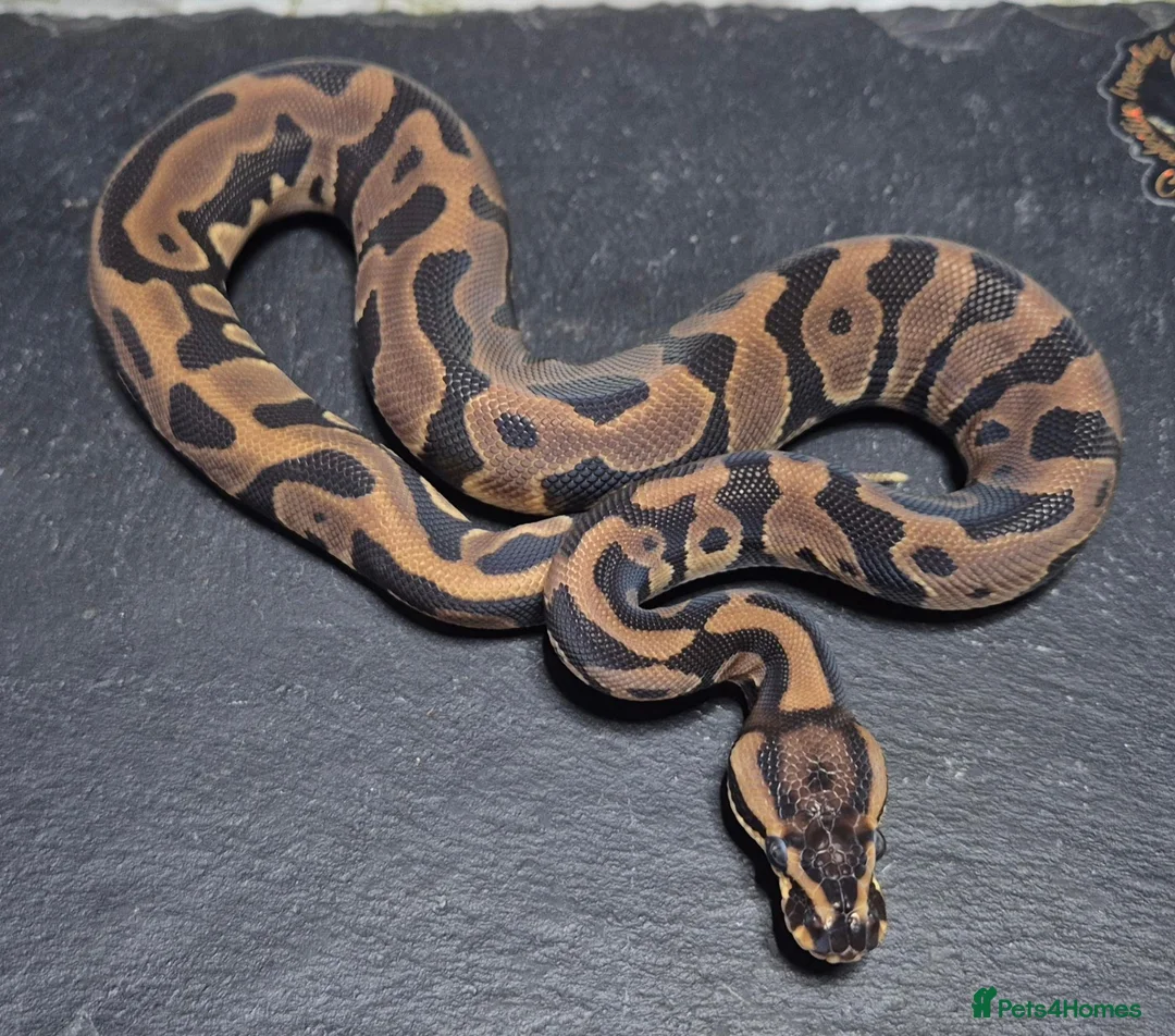 Python Snake reptiles for sale: UPDATED Various Ball Python Hatchlings - Advert 2