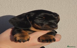 Miniature Dachshund dogs for sale: Outstanding Litter KC Reg Health Tested Parents - Image 1