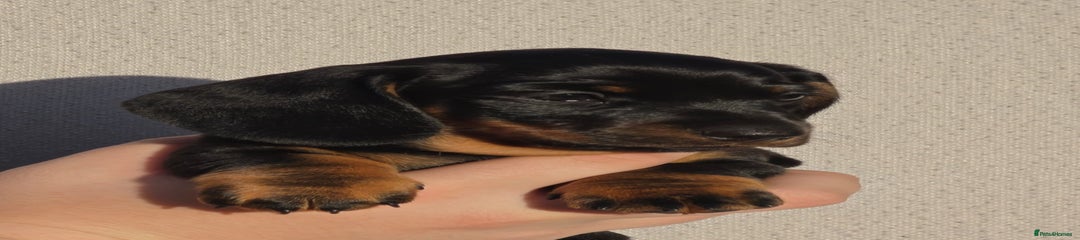 Miniature Dachshund Puppy 2
