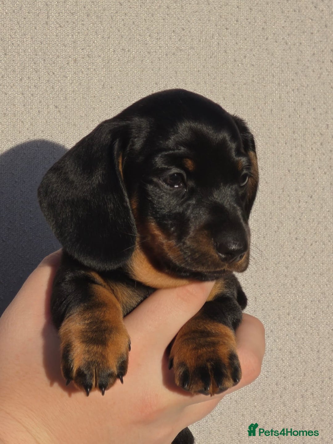 Miniature Dachshund dogs for sale: Outstanding Litter KC Reg Health Tested Parents - Image 1