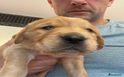 Golden Retriever dogs for sale: Working Golden Retriever Puppies  - Image 9