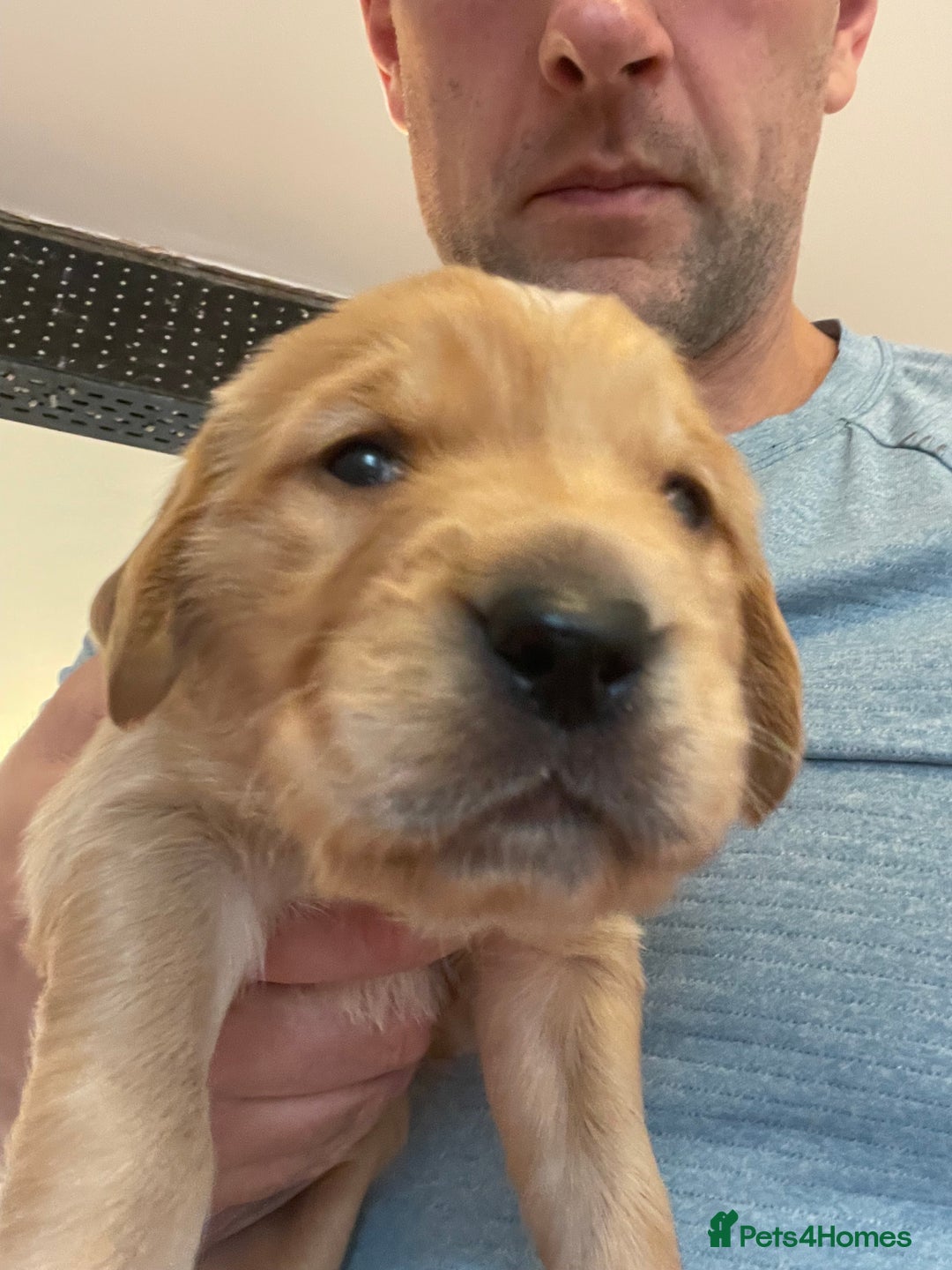 Golden Retriever dogs for sale: Working Golden Retriever Puppies  - Image 9