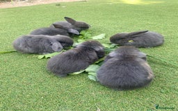 Mini Lop rabbits for sale: 6 beautiful baby mini lop bunnies 🐰  - Image 1