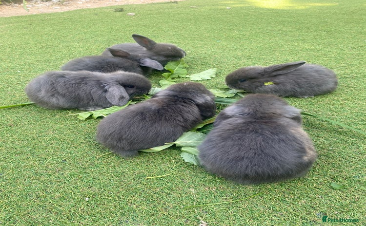Mini Lop rabbits - Advert 3