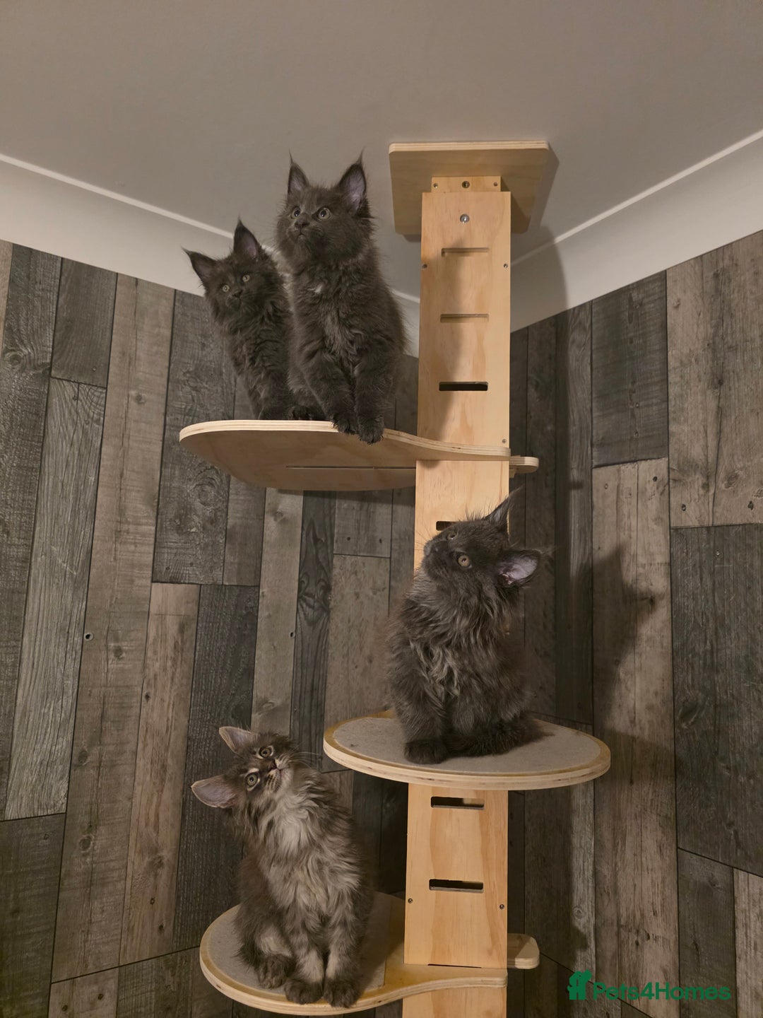 Maine Coon cats for sale: Maine Coon kittens avaliable - Image 7