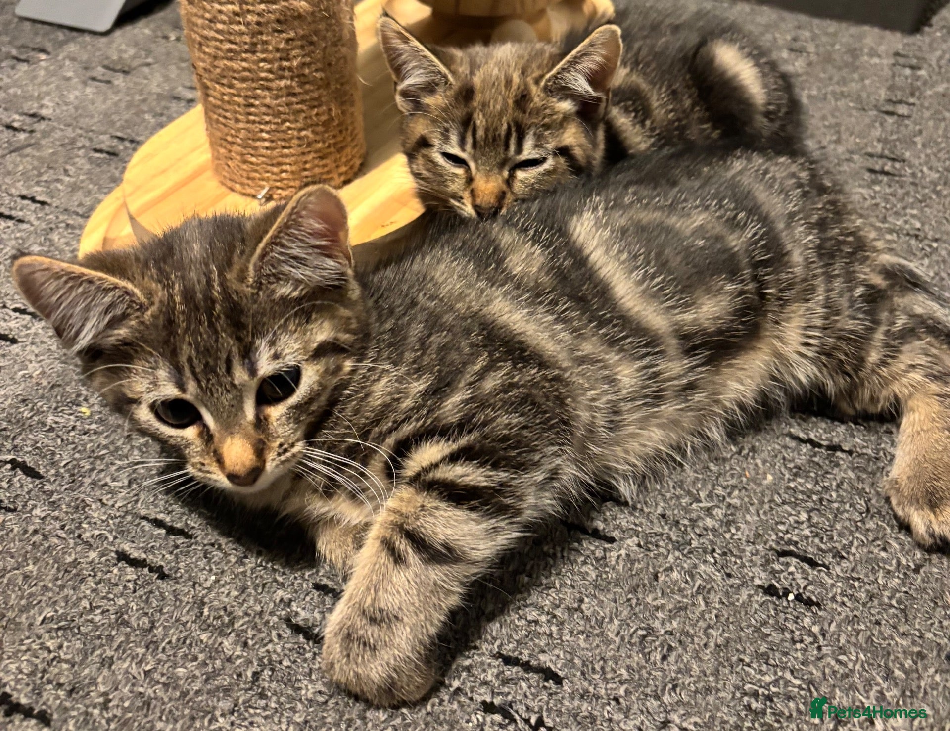 Mixed Breed cats 2 Female Kittens Ready To Go - Advert 11