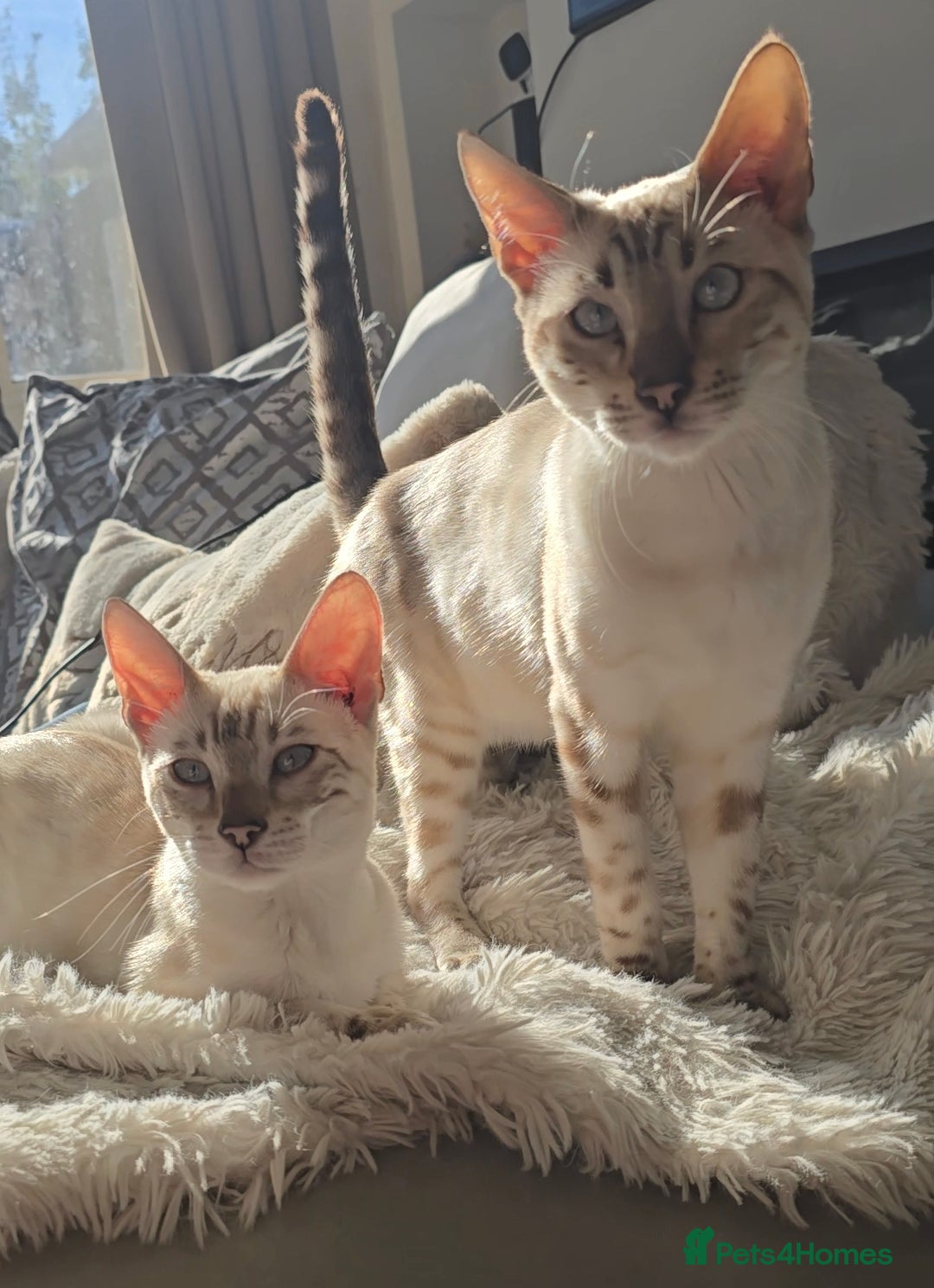Bengal cats for sale: ✨ Planned Litter – Luxury Snow Bengals | Spring ✨ - Advert 17