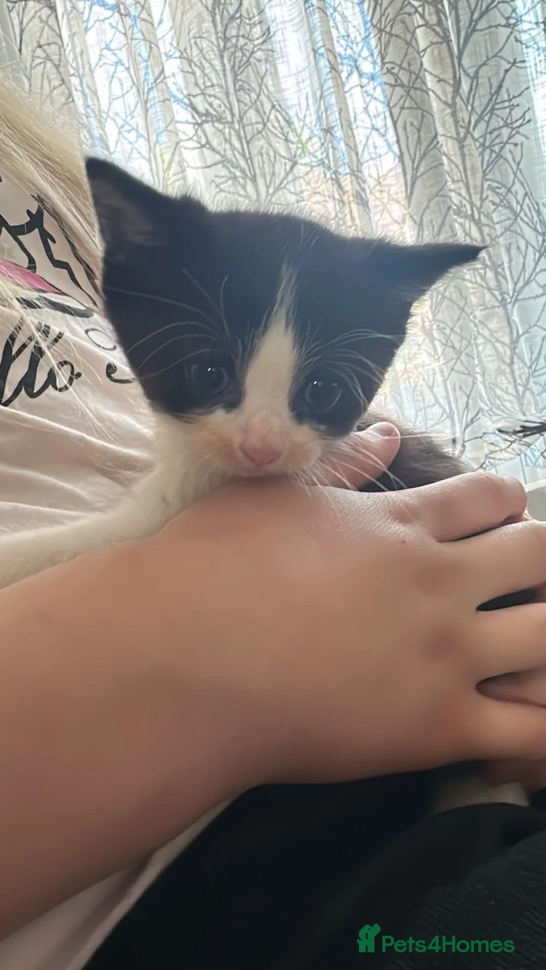 Mixed Breed cats for sale: Looking for there forever homes  in Rushden - Advert 7