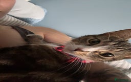 Domestic Shorthair cats for sale: Domestic shorthaird  - Image 5