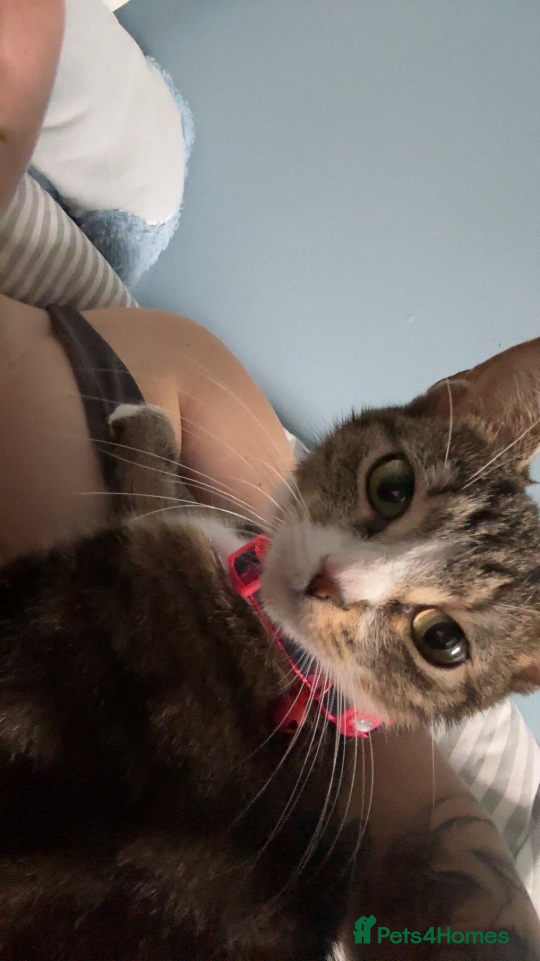 Domestic Shorthair cats for sale: Domestic shorthaird  - Image 5
