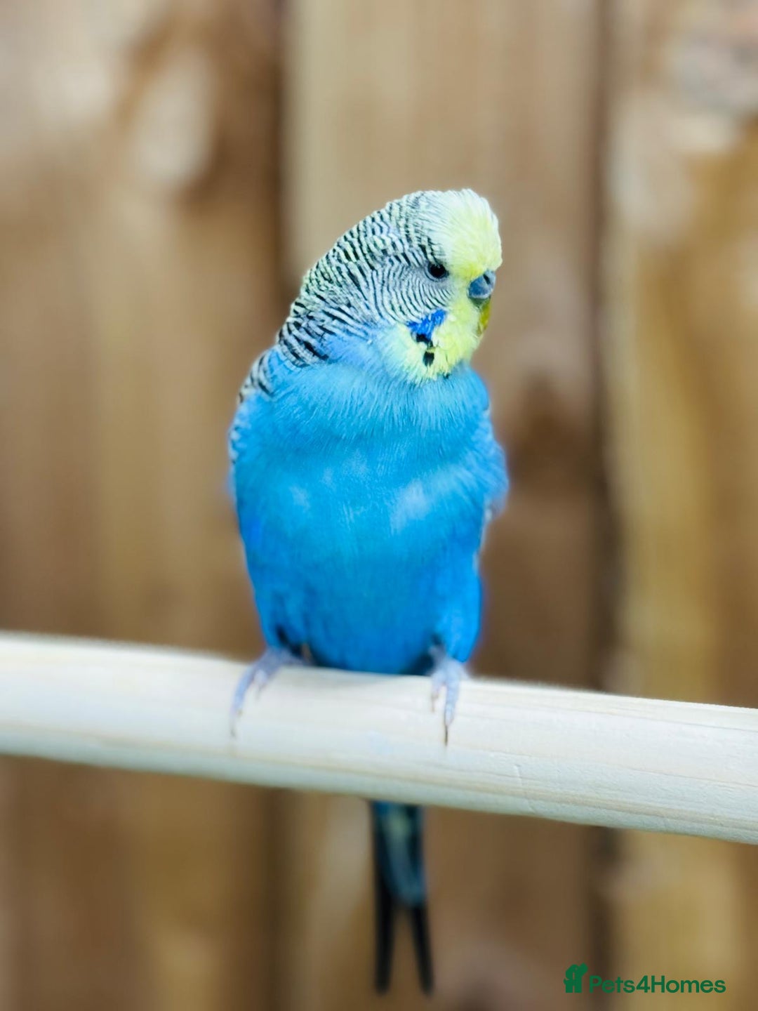 Budgerigars birds for sale: Budgies  - Advert 13