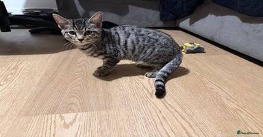 Bengal cats - Advert 1