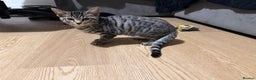 Bengal cats for sale: 2 bengal X tabby male kittens  - Advert 2