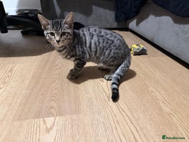 Bengal cats - Advert 1