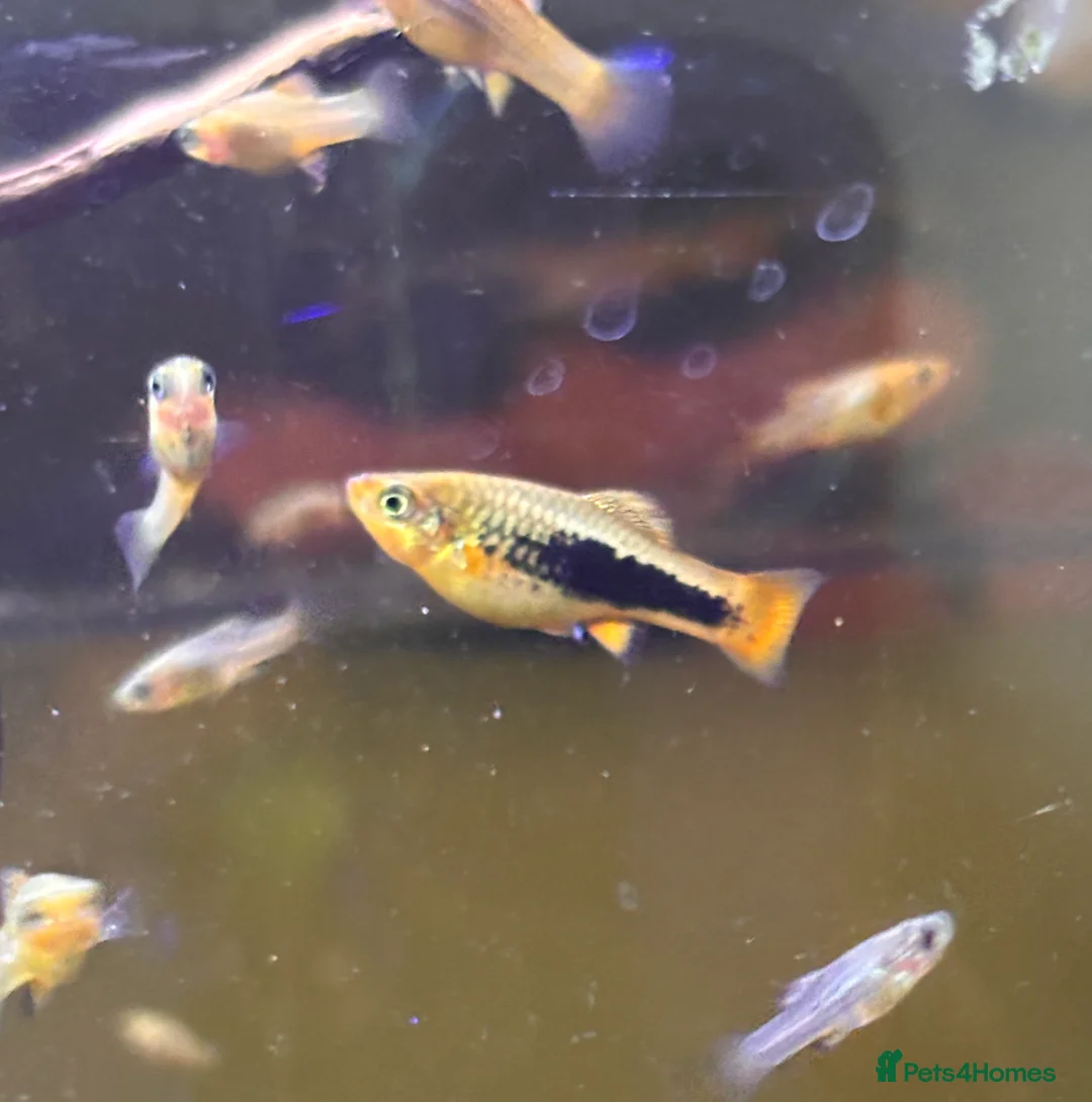 Platies fish for sale: Mix size of Platties - Advert 1
