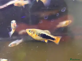 Platies fish Mix size of Platties - Advert 1