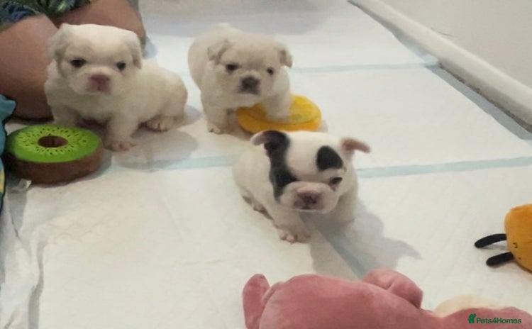 French Bulldog dogs - Advert 3