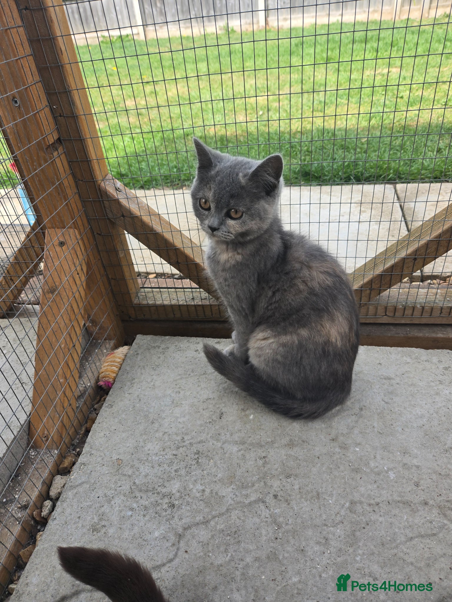 British Shorthair cats for sale: ❤️REDUCED TICA REG❤️ - Advert 14