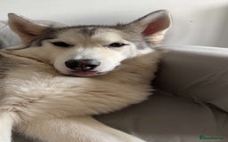 Huskita dogs for sale: Husky/Akita ( 4 years old)  - Image 3